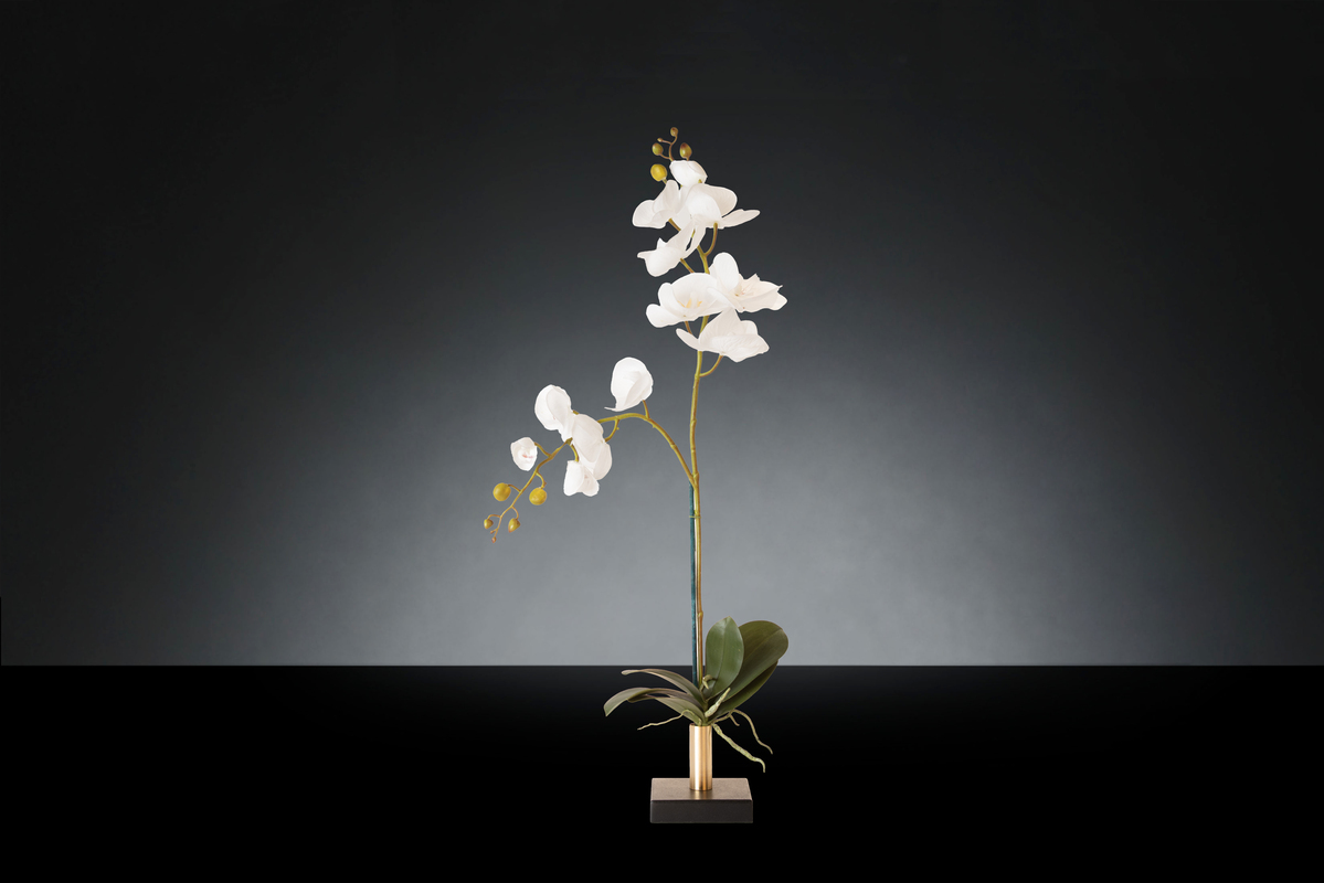 1700220058-1142918.96 SINGLE PHALAENOPSIS MD_2LOW